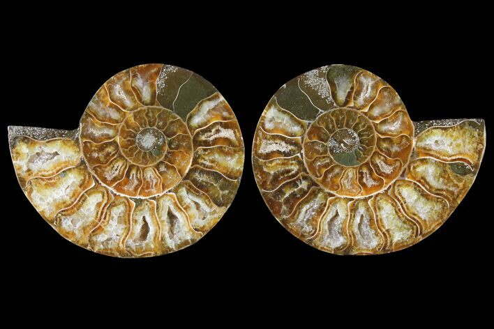 Sliced Ammonite Fossil - Agatized #125006